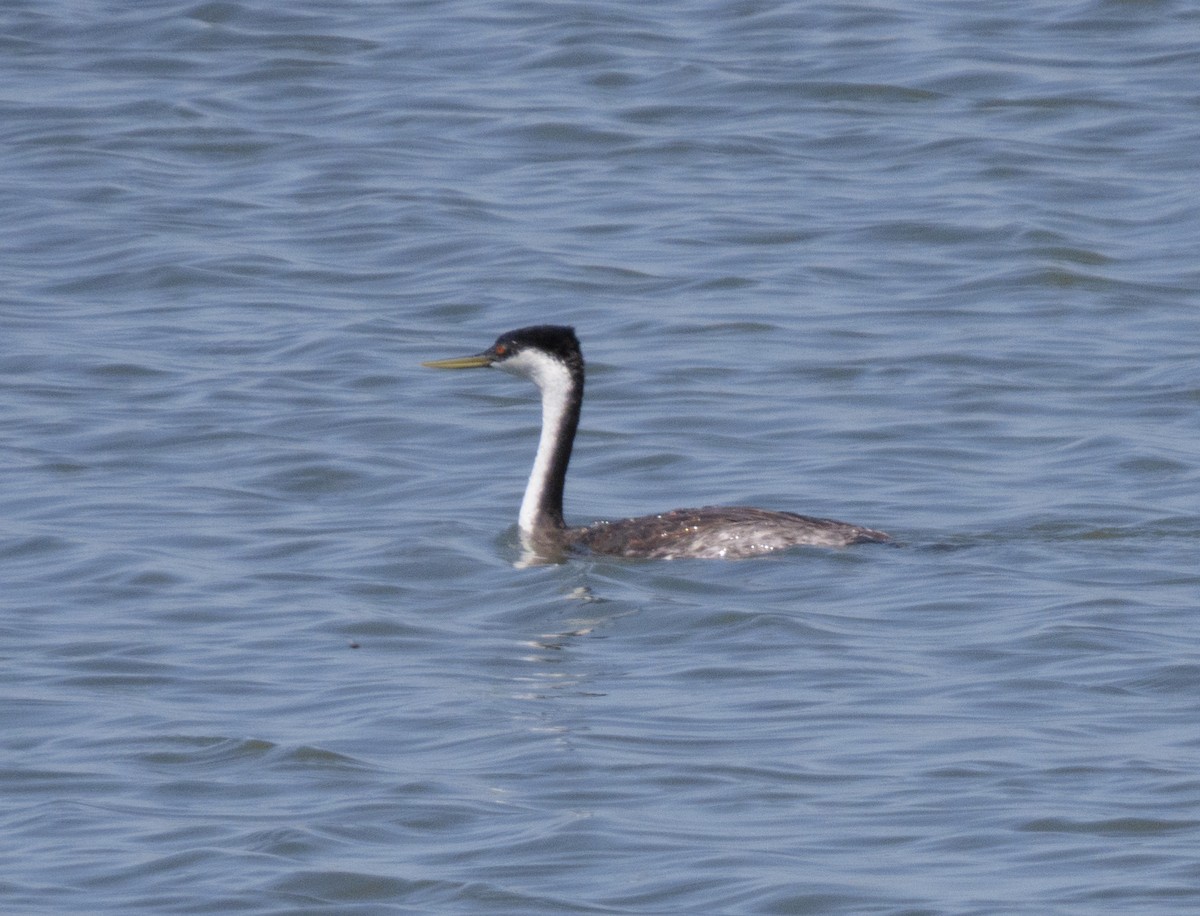 Western Grebe - ML618354085