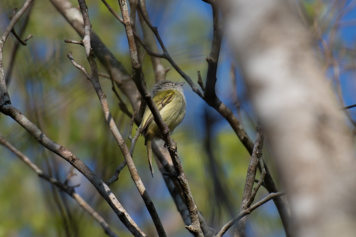 Yellow-olive Flatbill - Niels Geelen