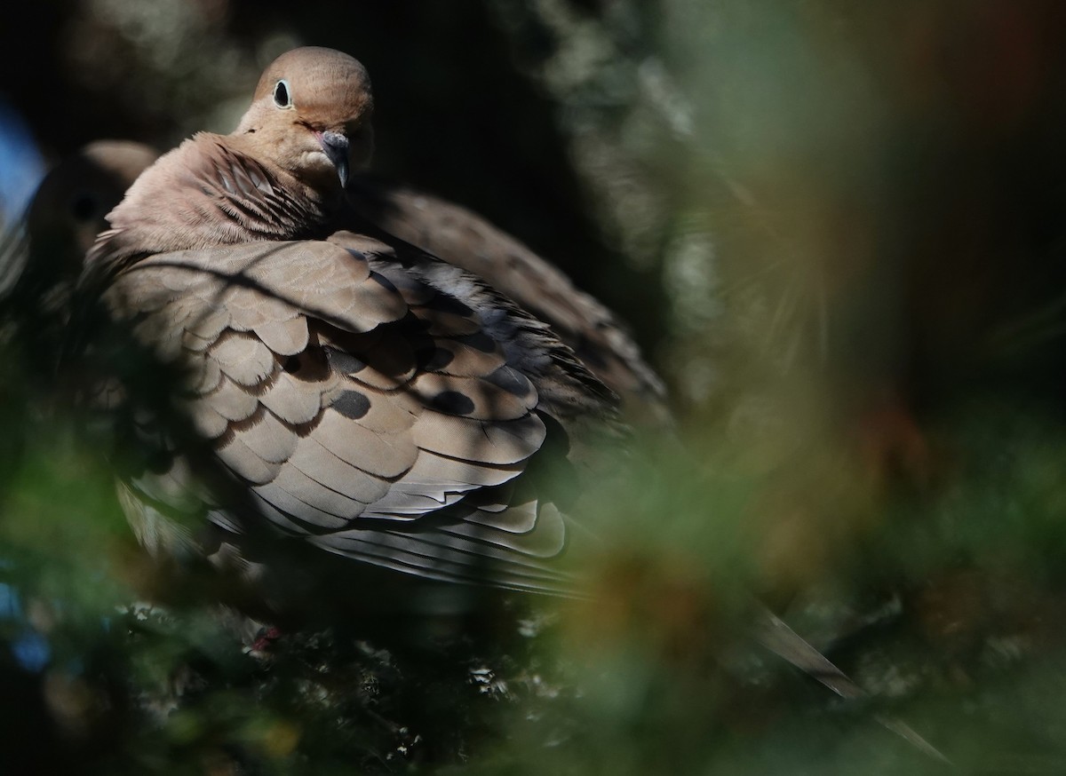 Mourning Dove - ML618354097