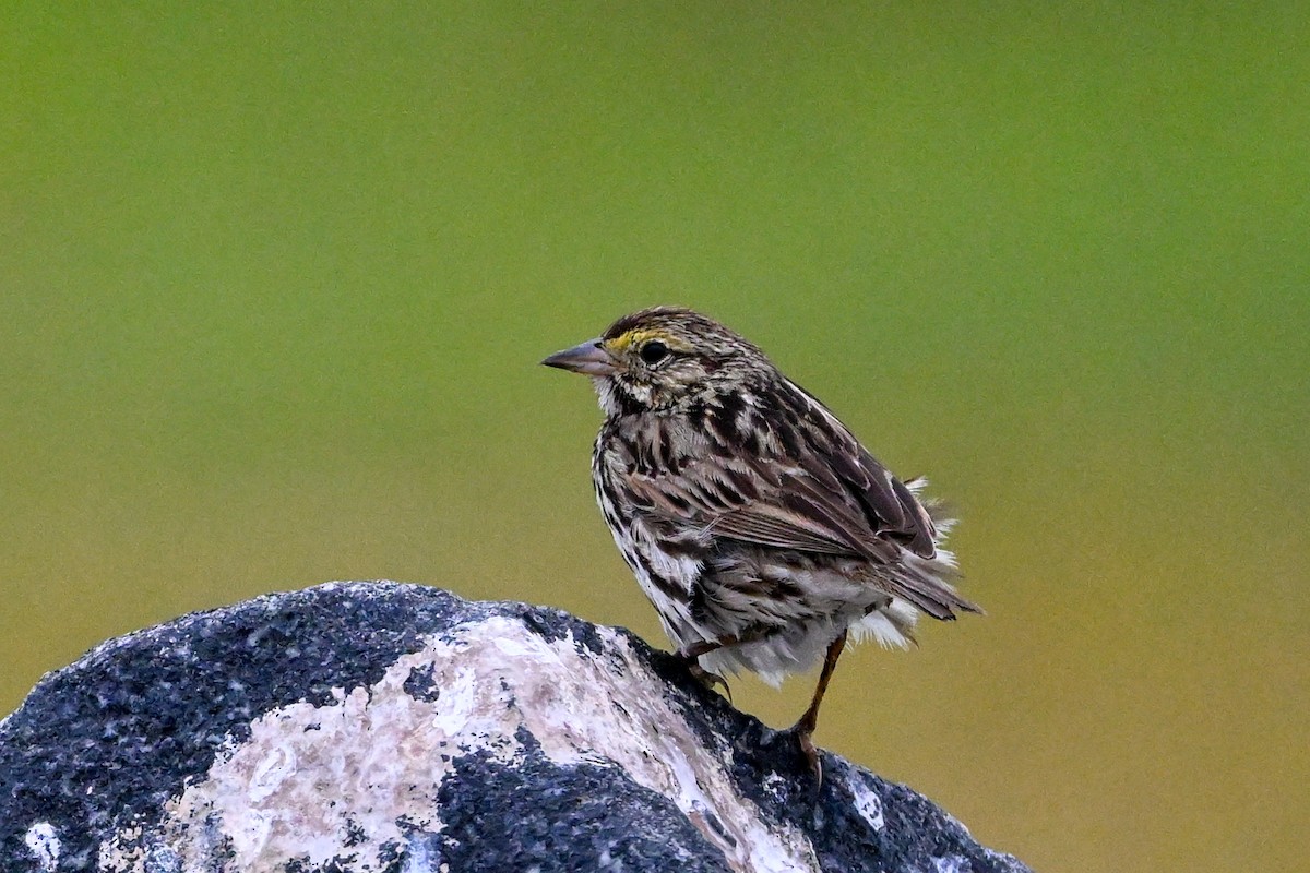 Savannah Sparrow - Denis Neukomm