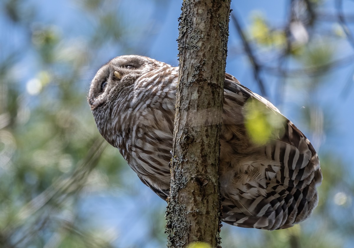 Barred Owl - Sandy Podulka