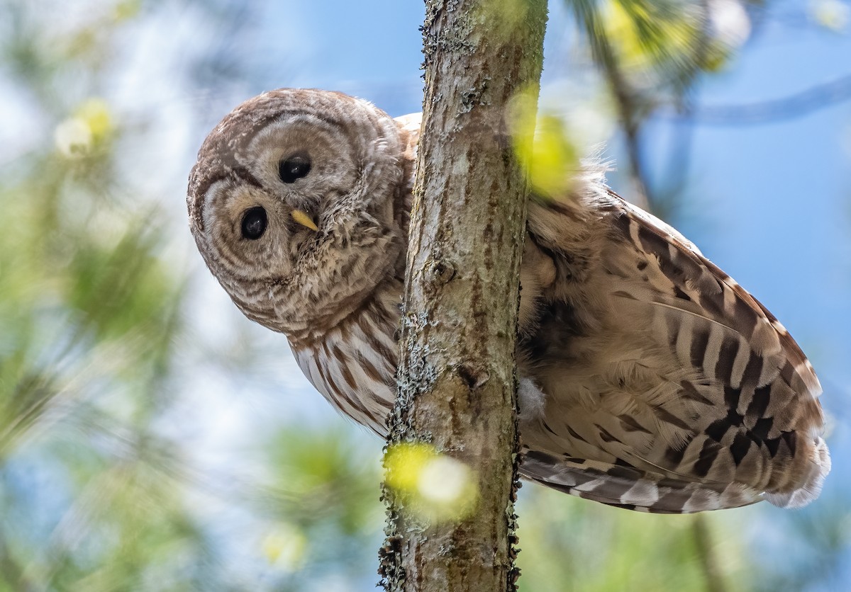 Barred Owl - Sandy Podulka