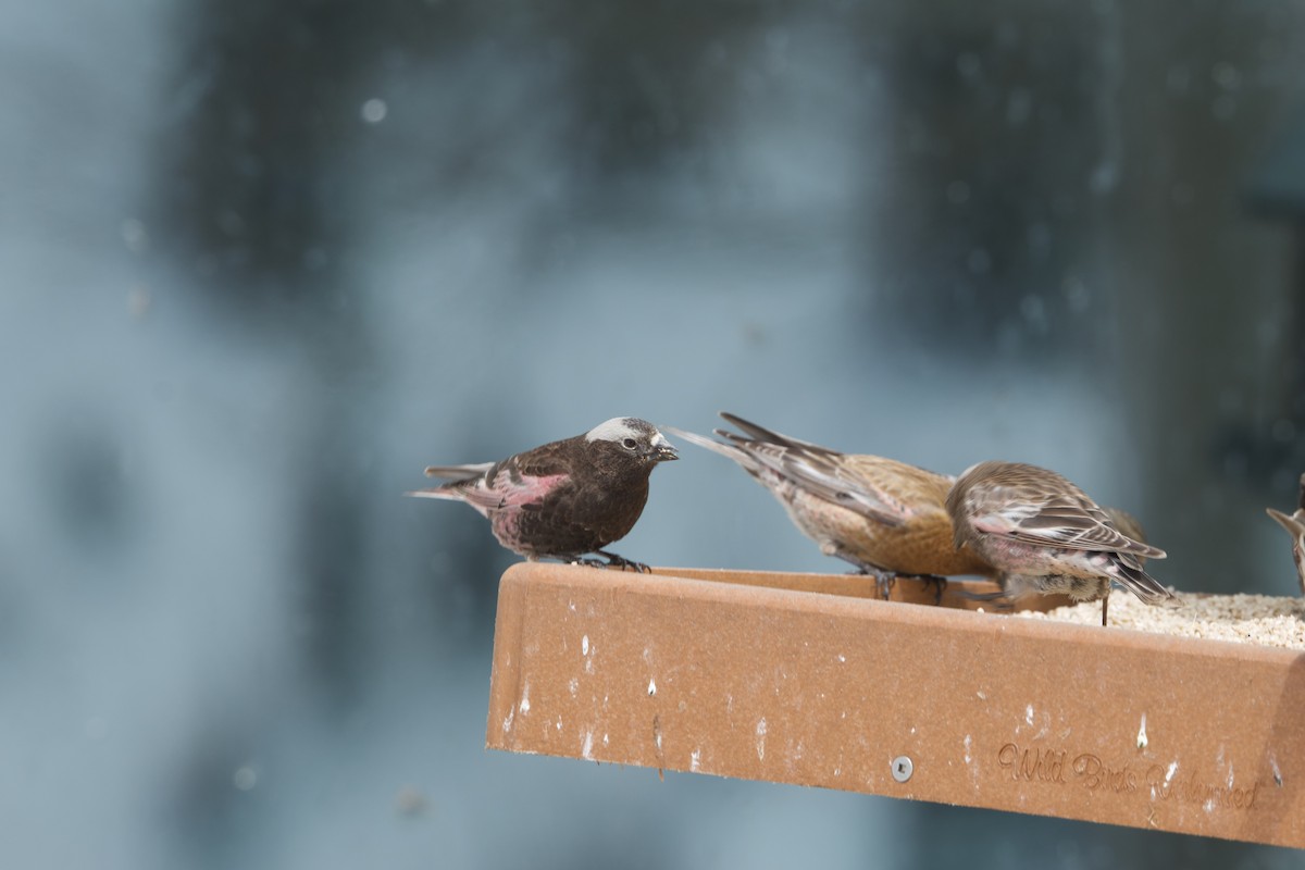 Black Rosy-Finch - Deanna McLaughlin