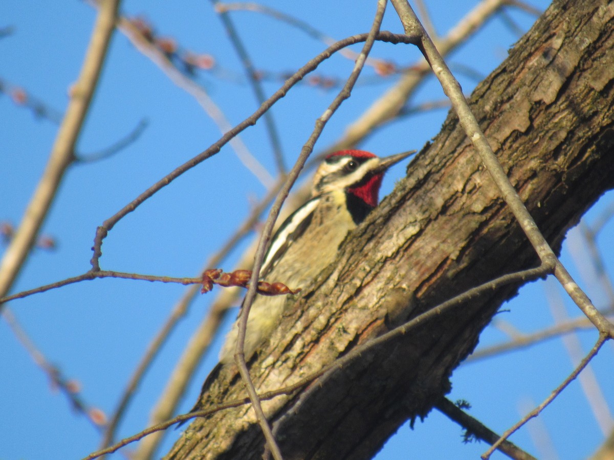 Yellow-bellied Sapsucker - Travis Whitehead