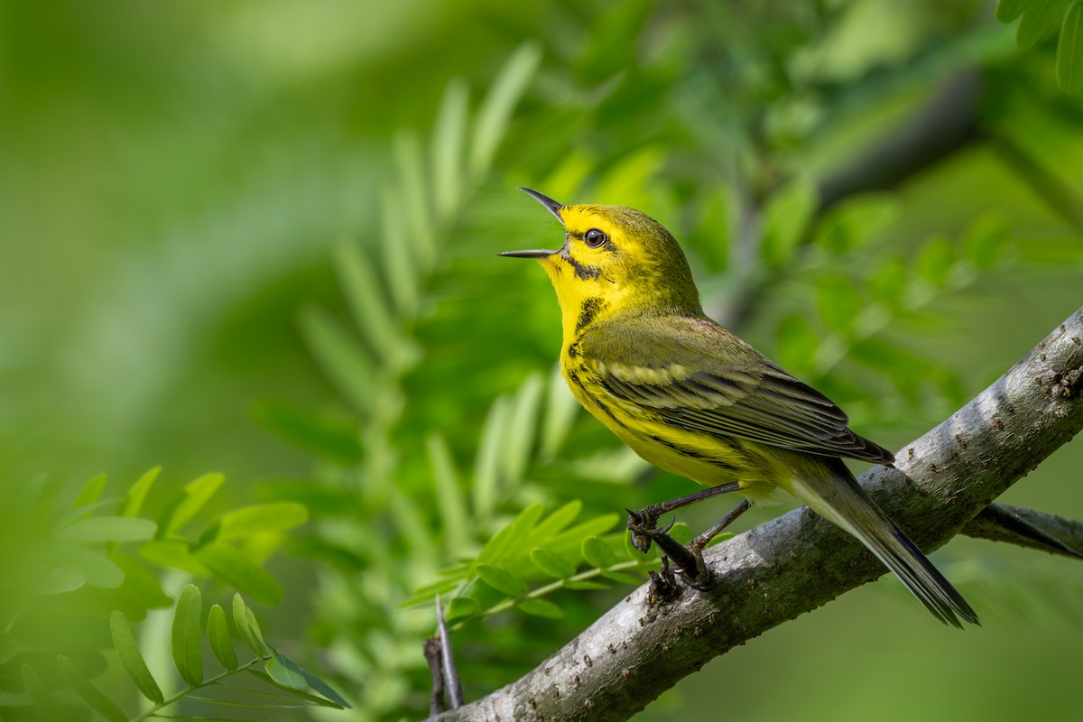 Prairie Warbler - ML618354141