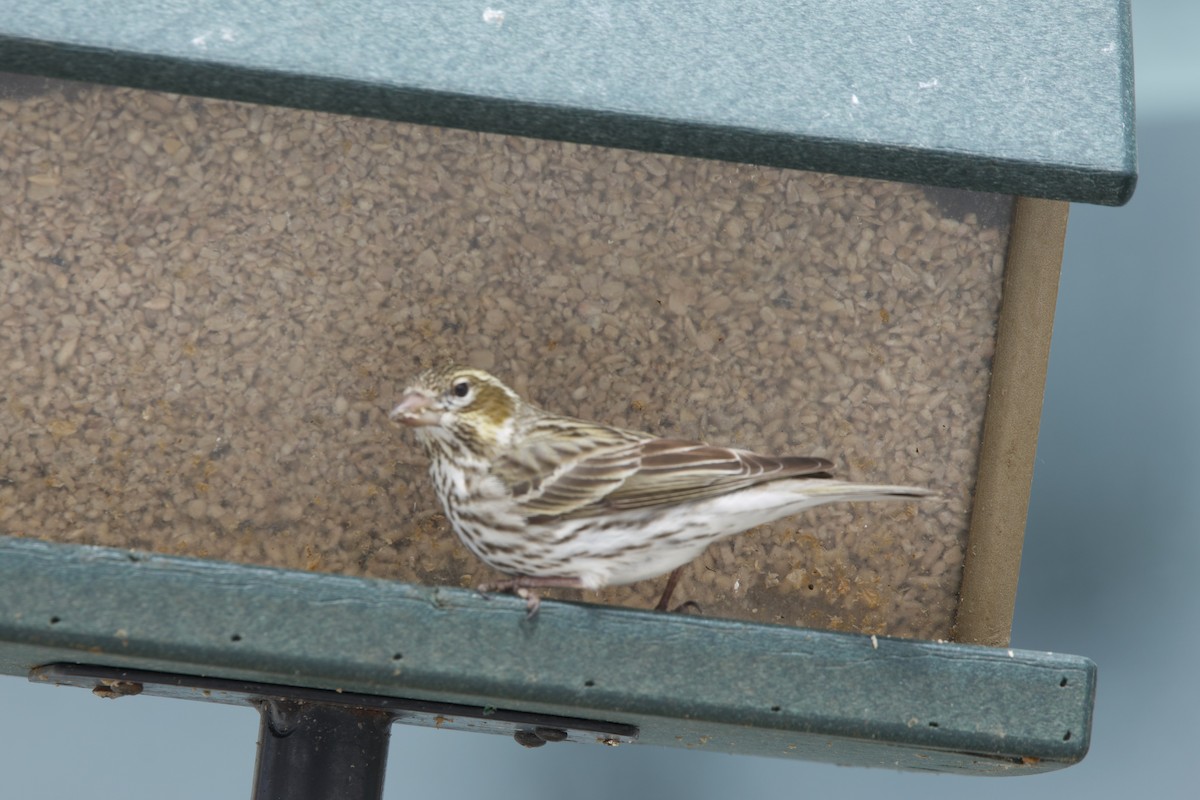 Cassin's Finch - Deanna McLaughlin