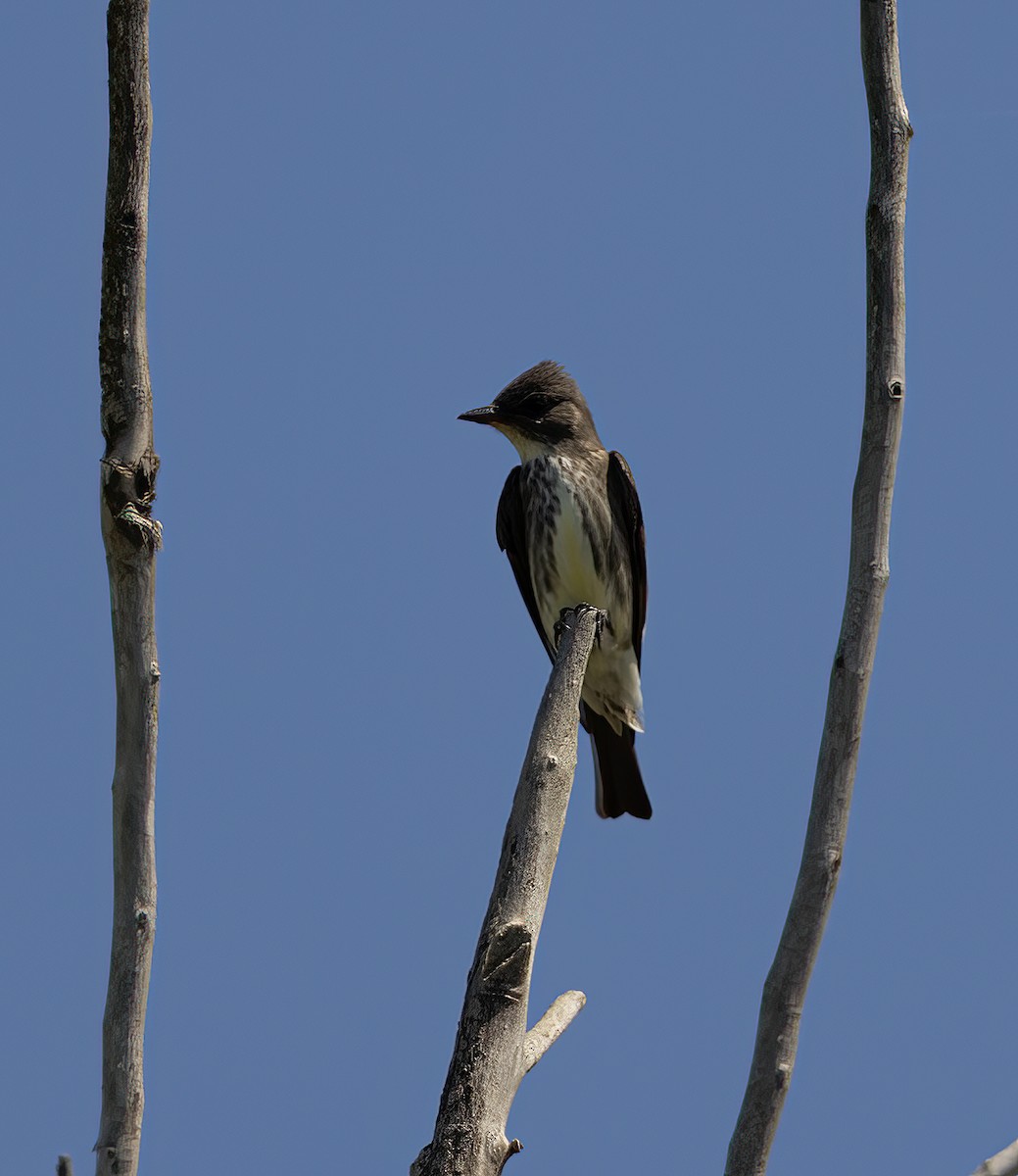 Olive-sided Flycatcher - ML618354165