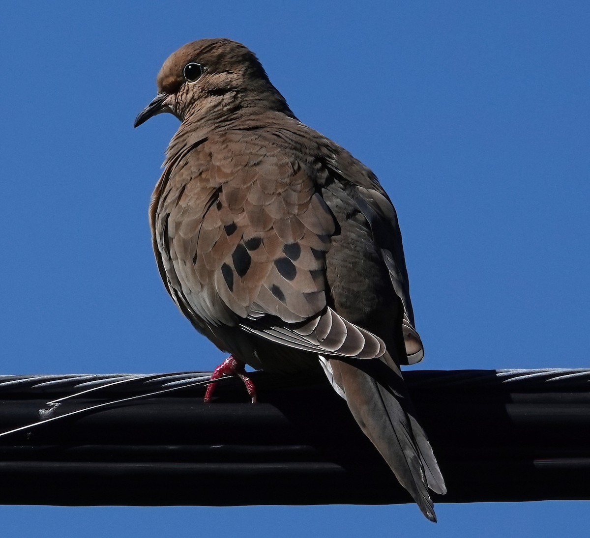 Mourning Dove - ML618354221