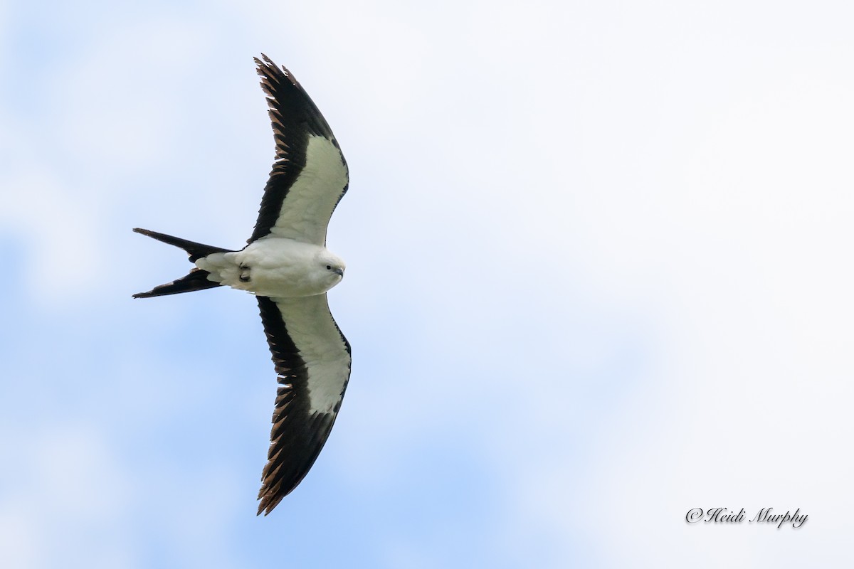 Swallow-tailed Kite - Heidi Murphy