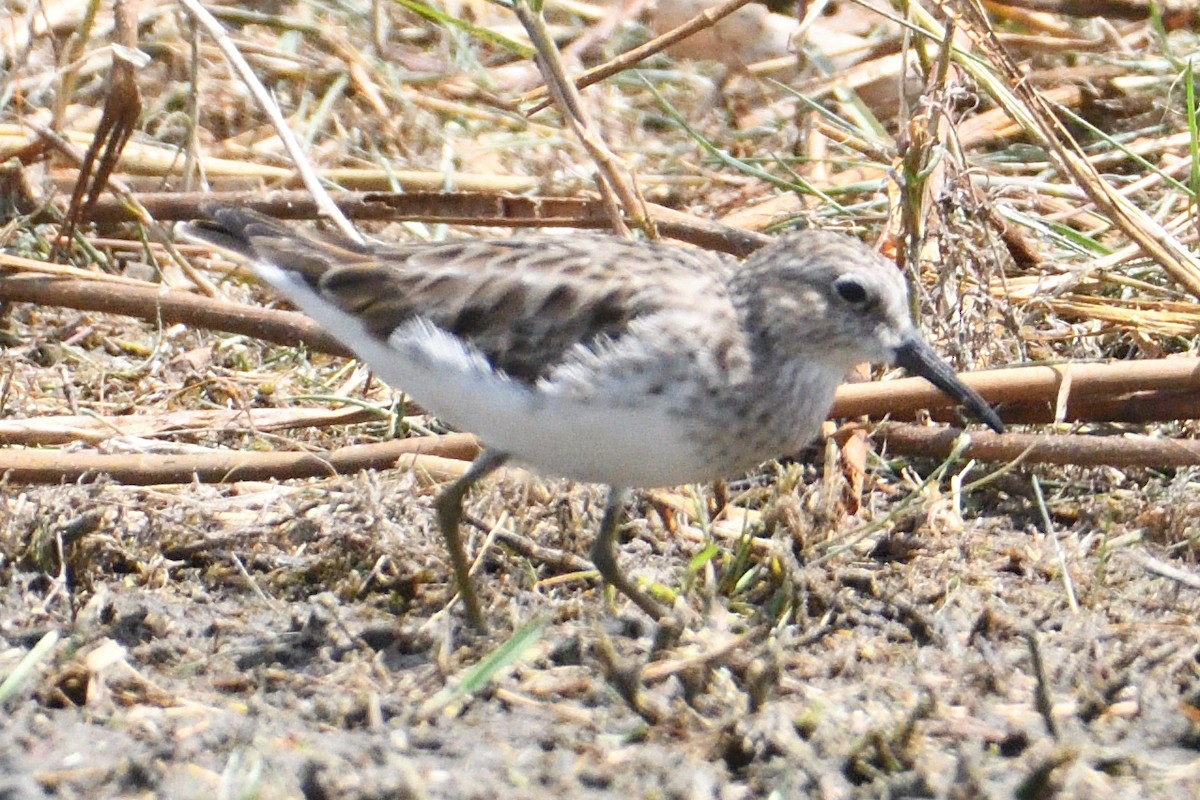 Spotted Sandpiper - ML618354381