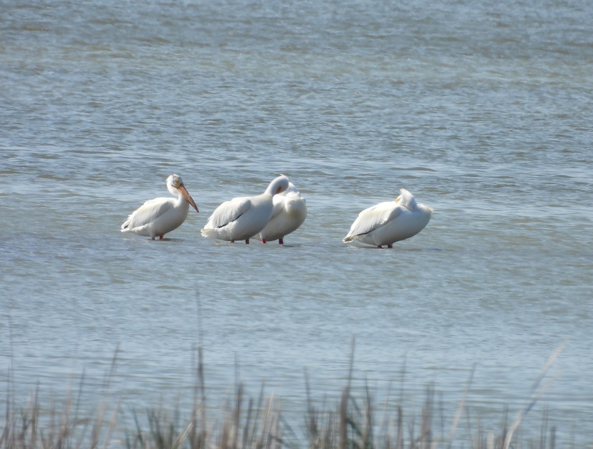 American White Pelican - Kathy Springer