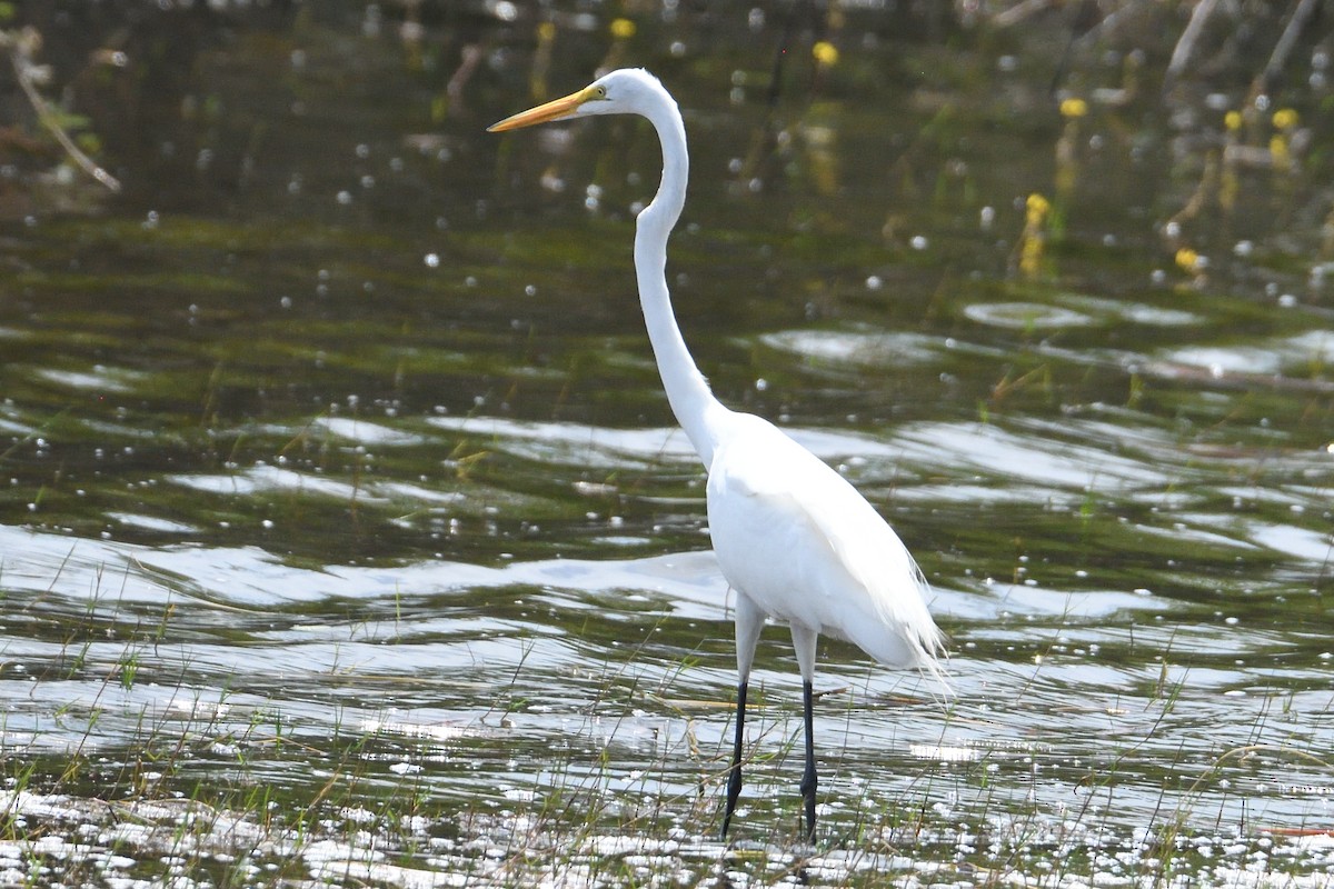 Great Egret - John Doty