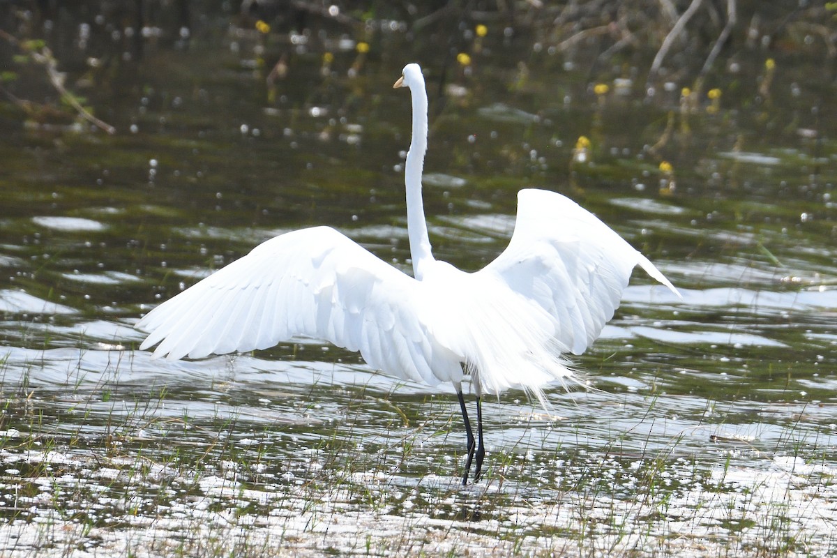 Great Egret - John Doty