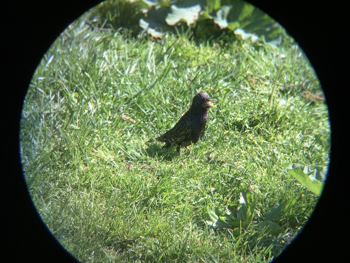 European Starling - Vivian Young