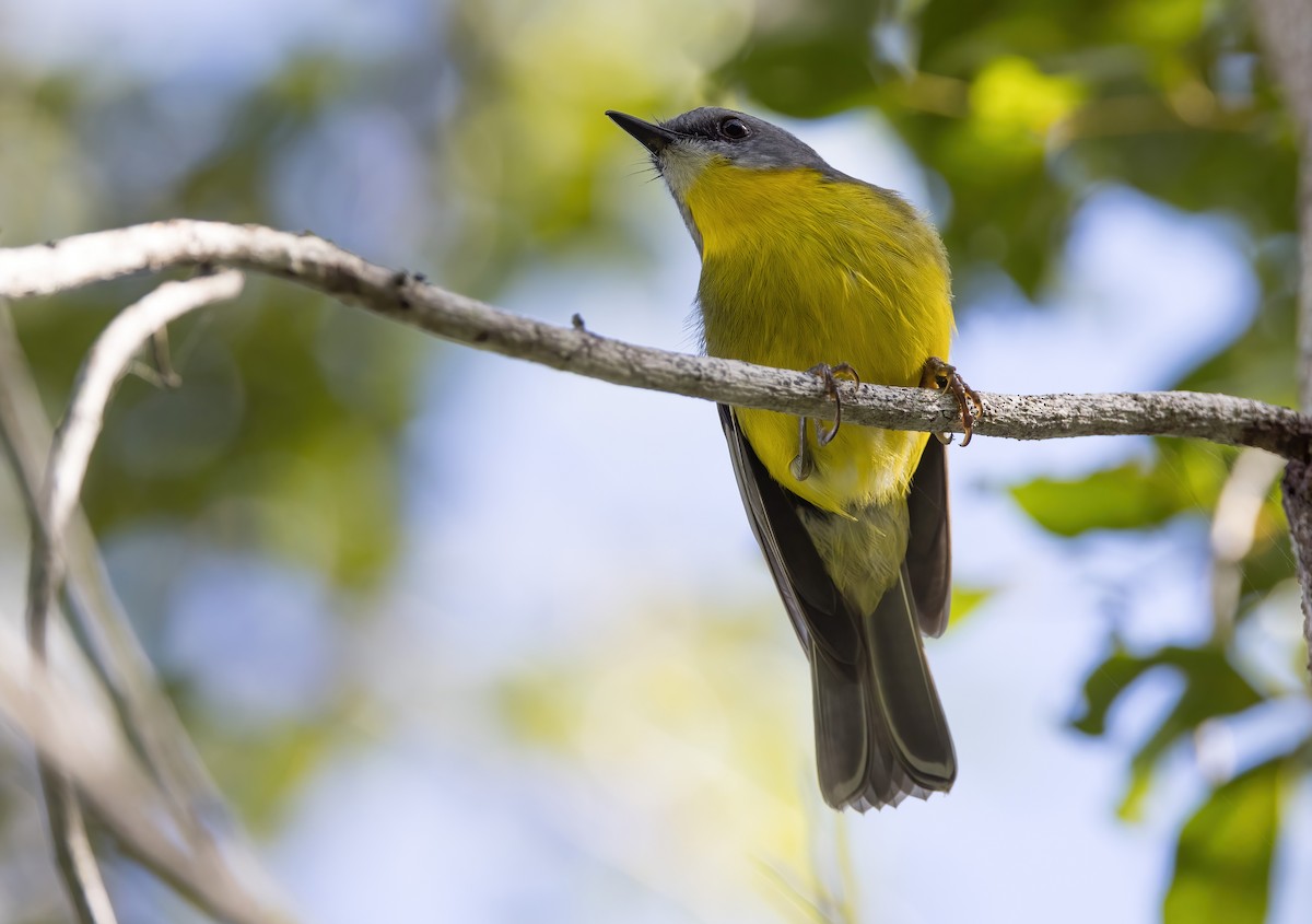 Eastern Yellow Robin - Chris Barnes