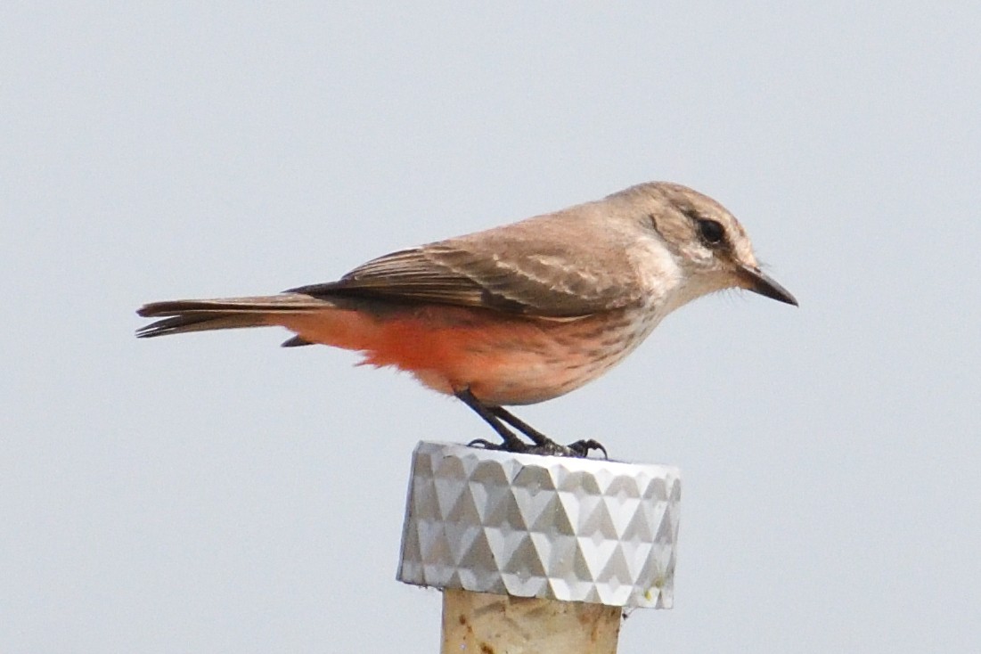 Vermilion Flycatcher - John Doty