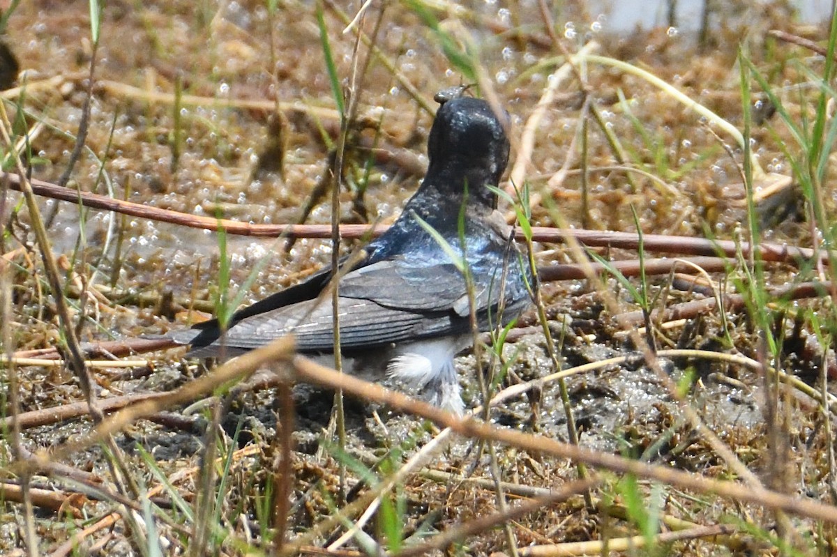 Mangrove Swallow - John Doty