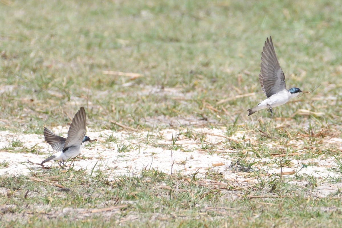 Mangrove Swallow - John Doty