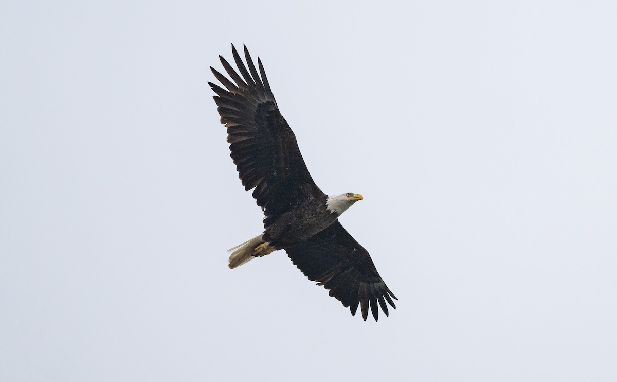 Bald Eagle - ML618354544