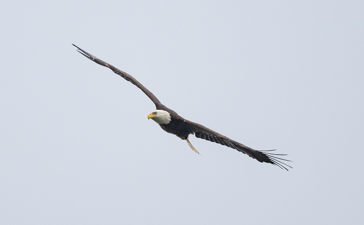 Bald Eagle - ML618354545