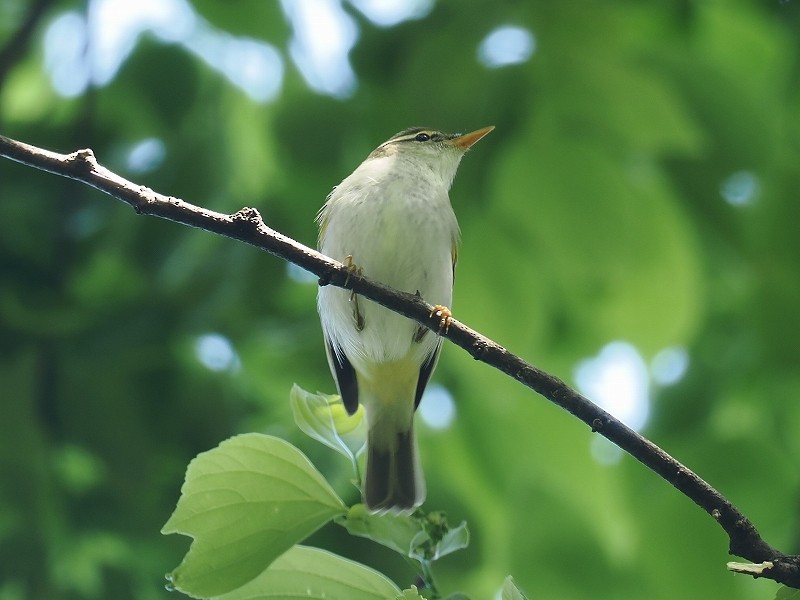 Eastern Crowned Warbler - ML618354590