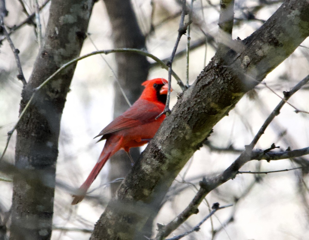 Cardinal rouge - ML618354591