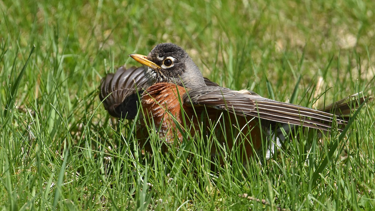 American Robin - Brian Hicks