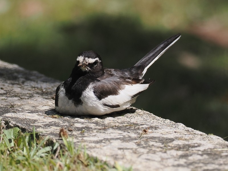 Japanese Wagtail - ML618354628