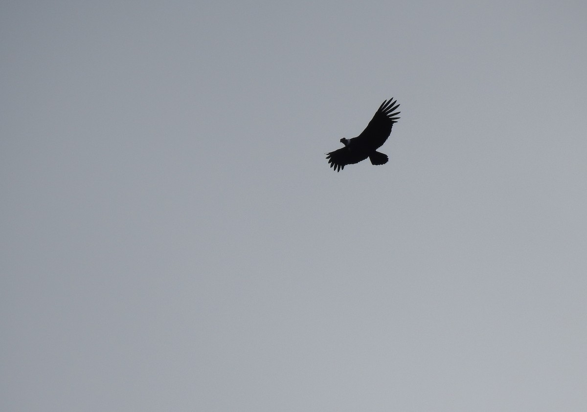 Andean Condor - Natacha González