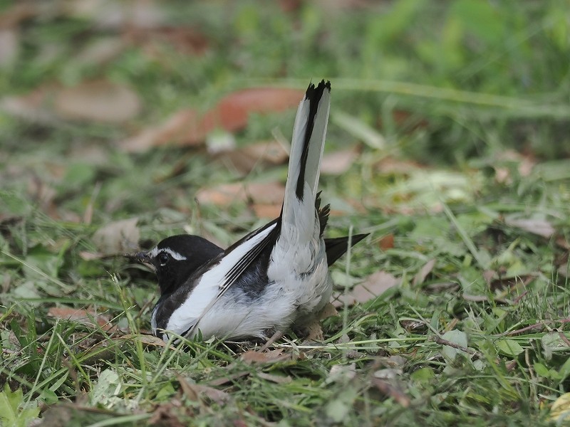 Japanese Wagtail - Osamu Murakami