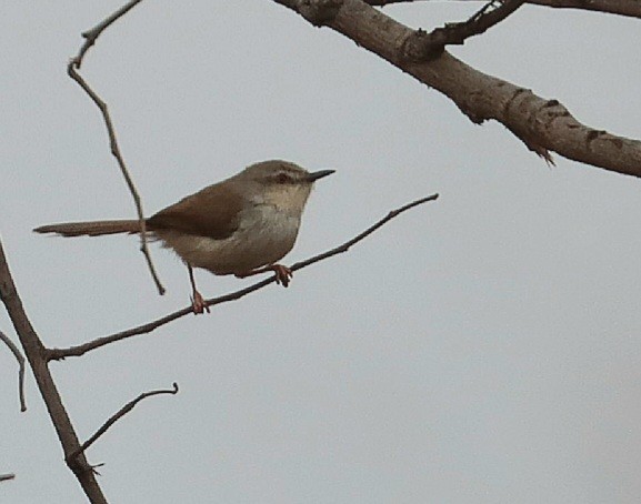 Gray-breasted Prinia - ML618354653