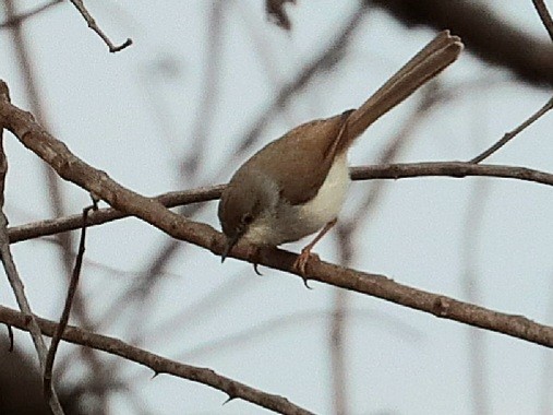 Gray-breasted Prinia - ML618354654