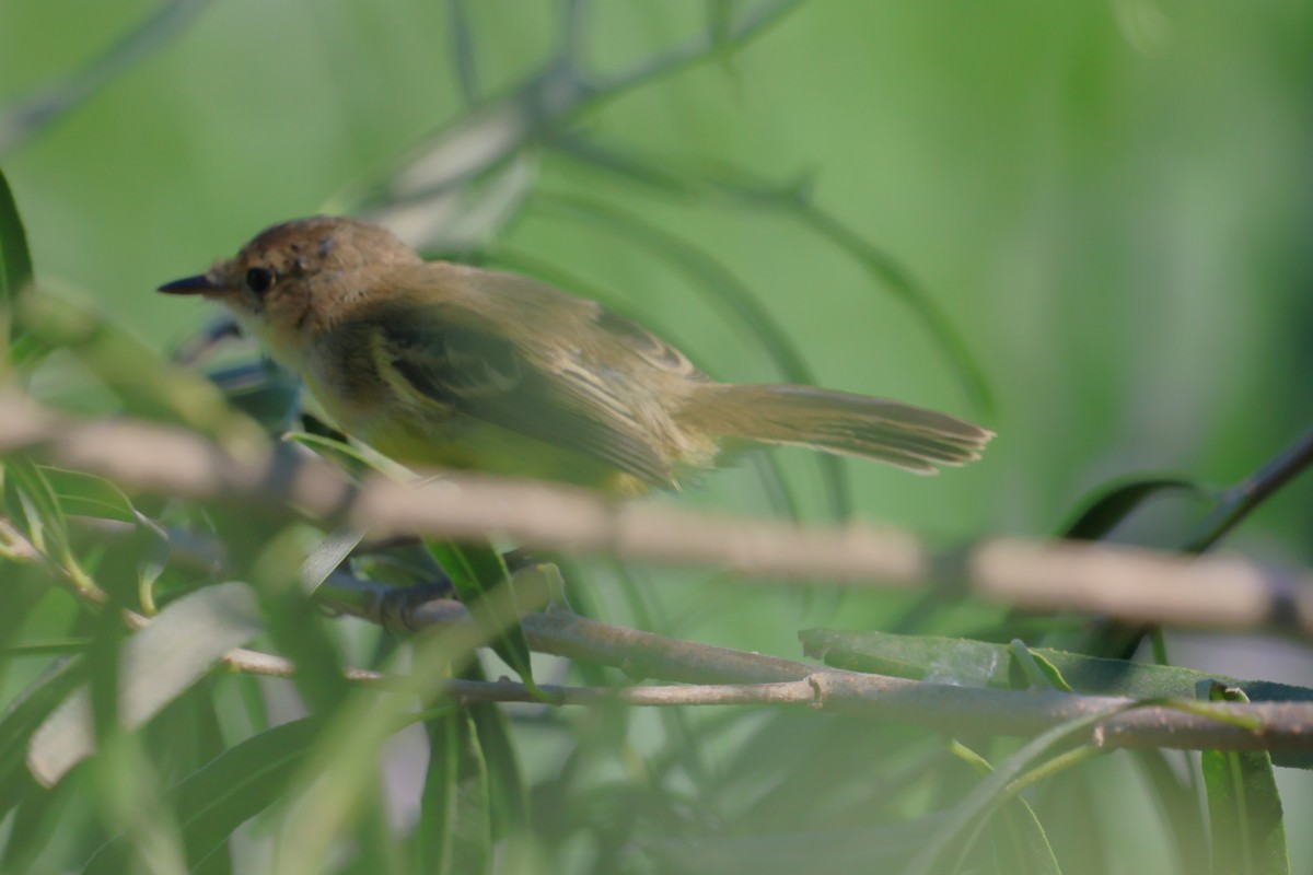 Warbling Doradito - ML618354685