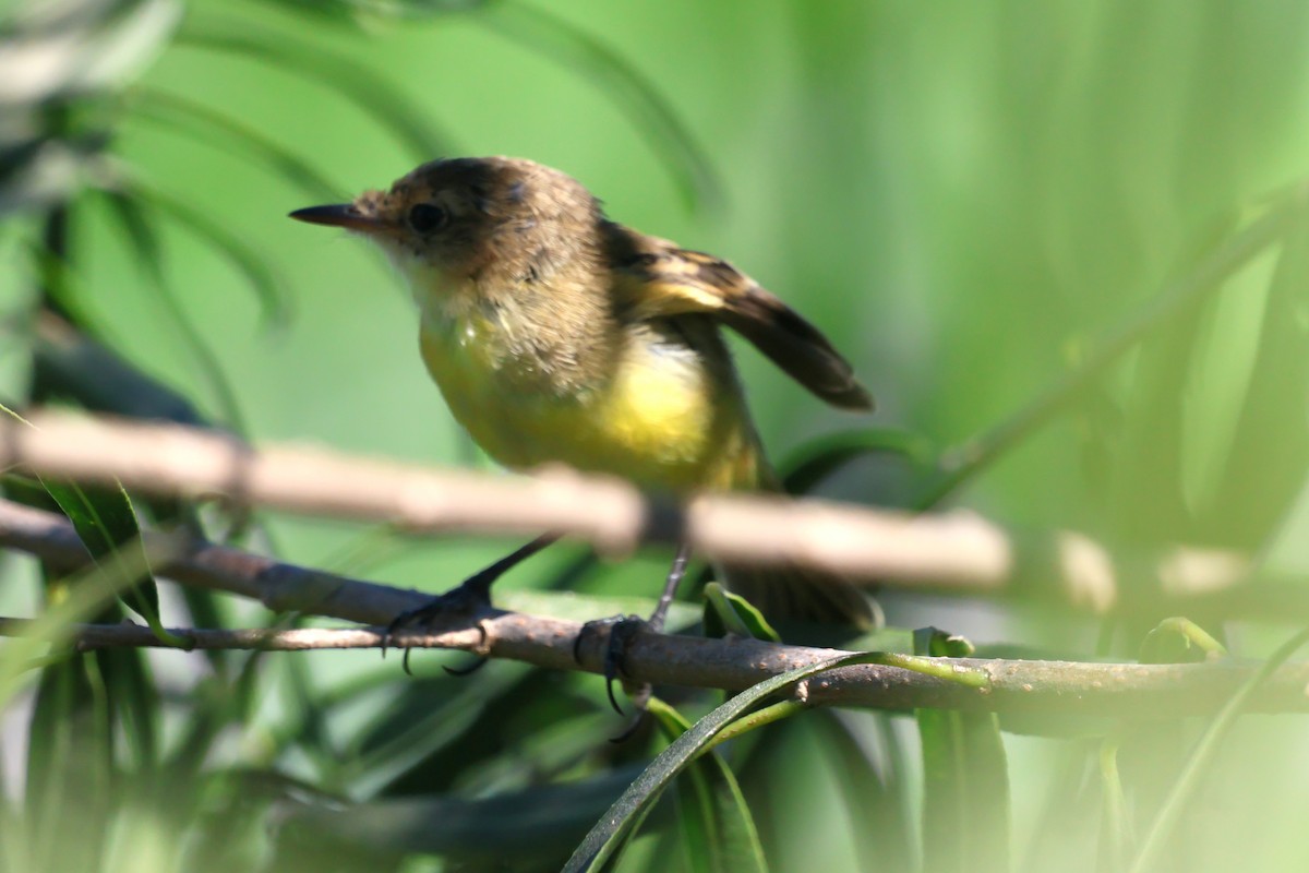 Warbling Doradito - Gonzalo Galan