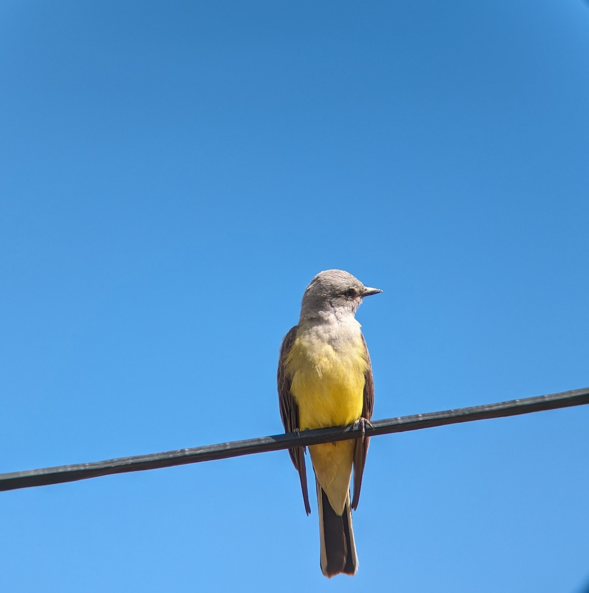 Western Kingbird - ML618354800