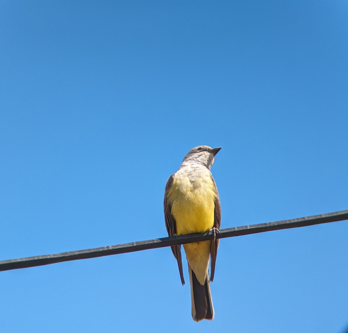 Western Kingbird - ML618354801