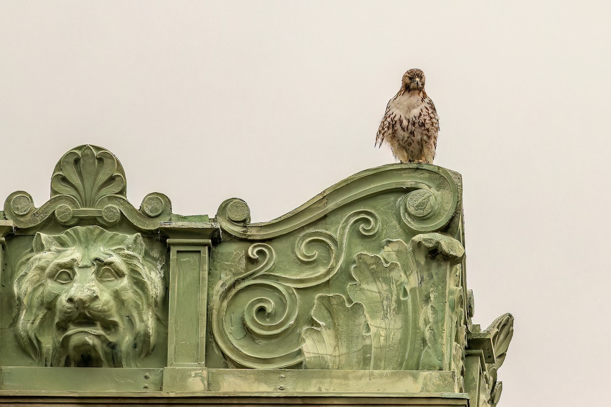 Red-tailed Hawk - ML618354893