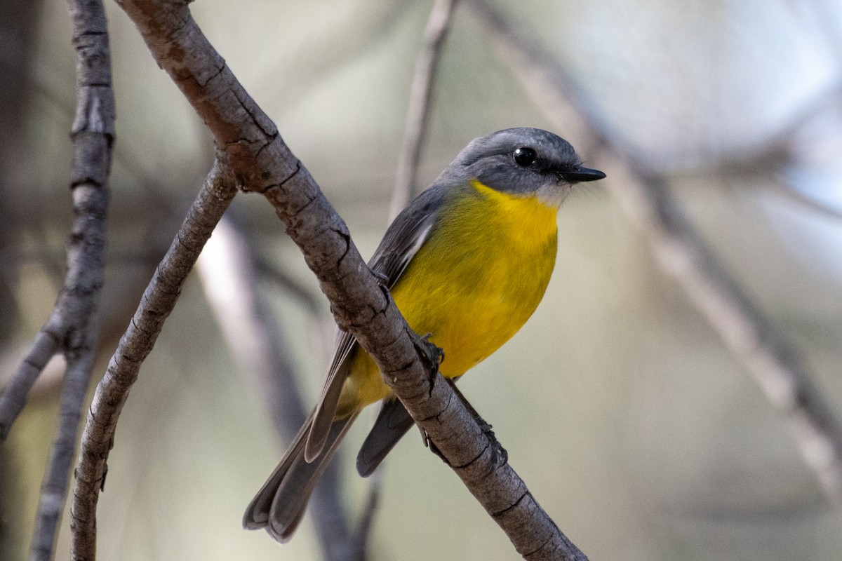 Eastern Yellow Robin - David King