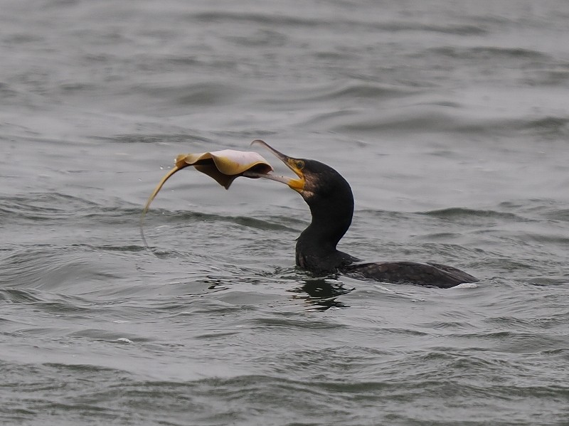 Great Cormorant - Osamu Murakami