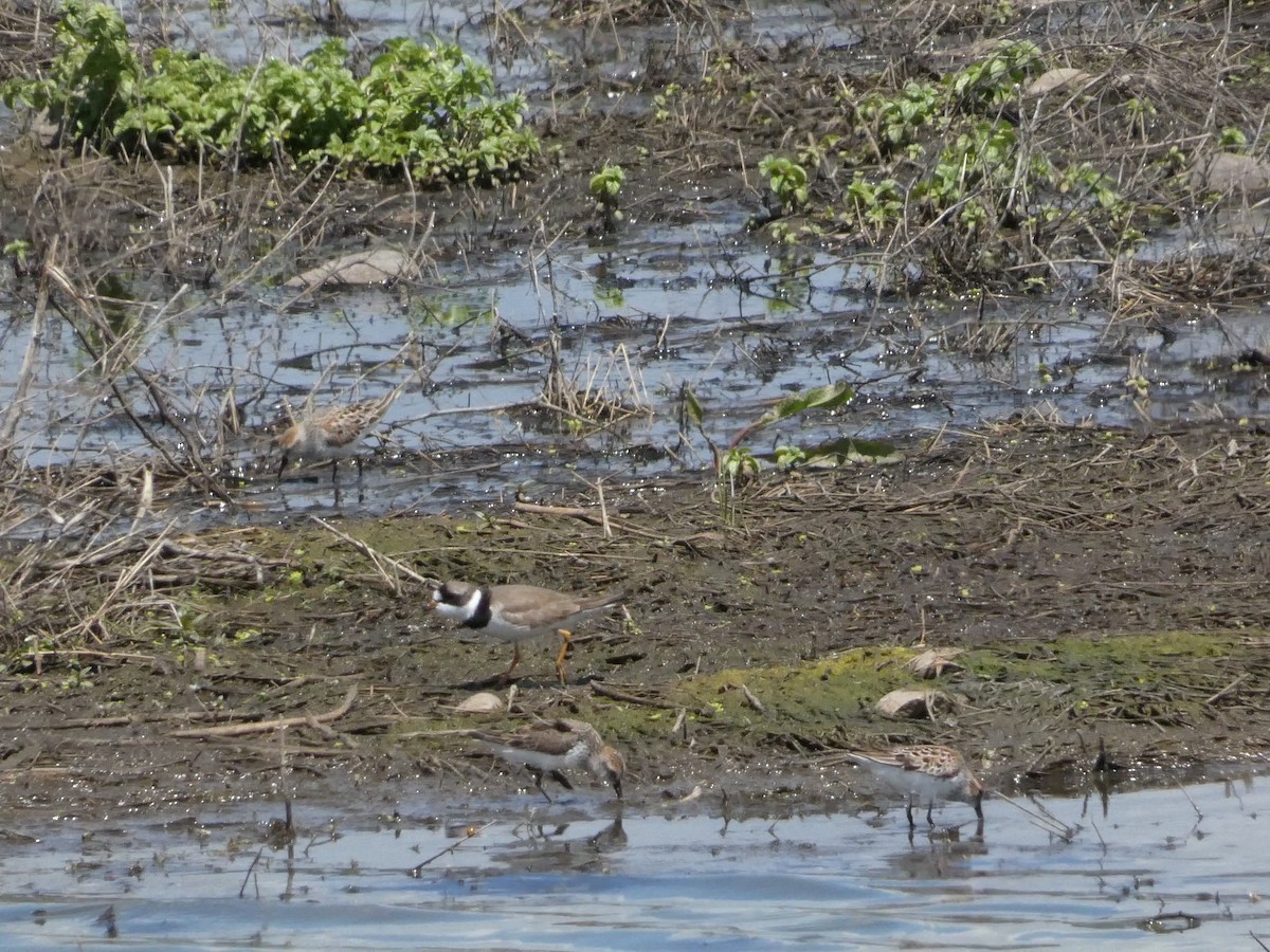 Semipalmated Plover - ML618354926