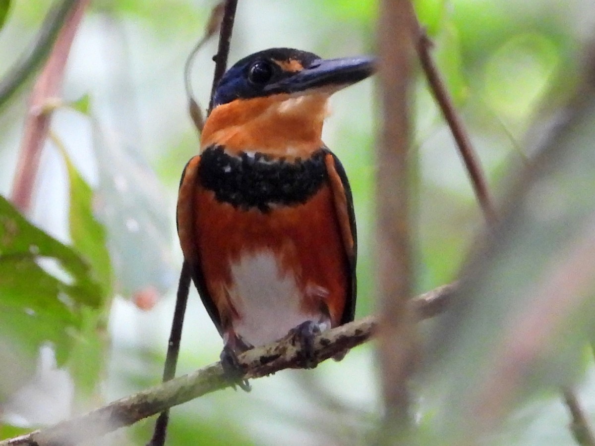 American Pygmy Kingfisher - Mary Leigh