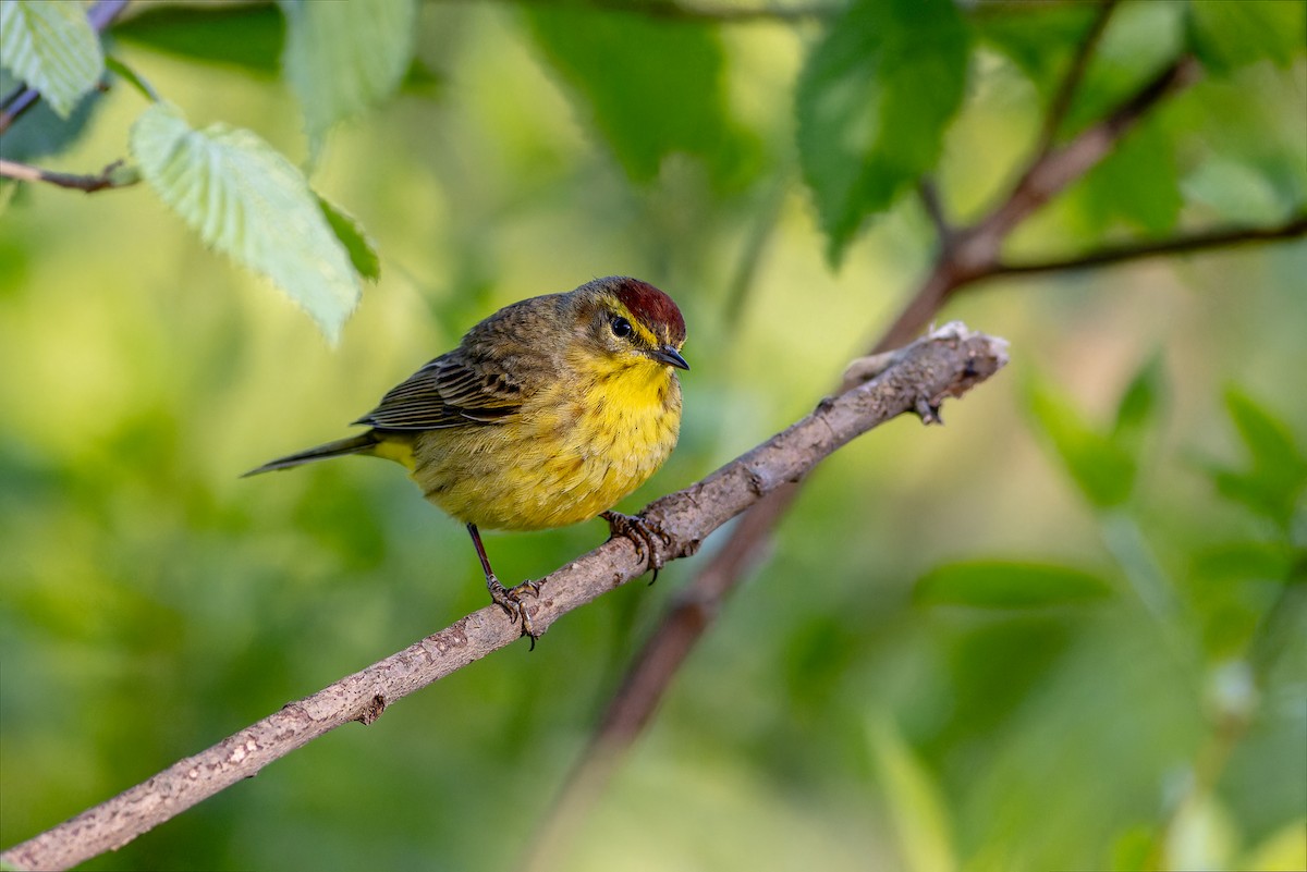 Palm Warbler - Sandra Beltrao