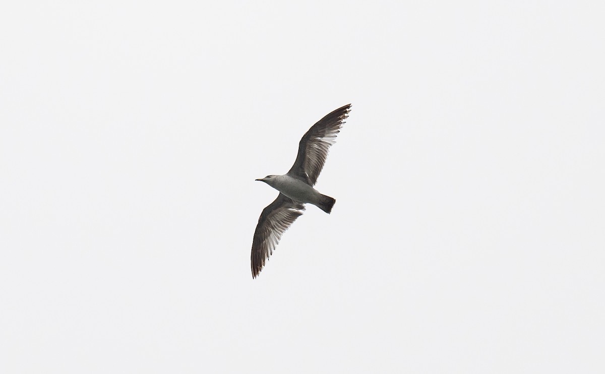 Ring-billed Gull - Taylor Long