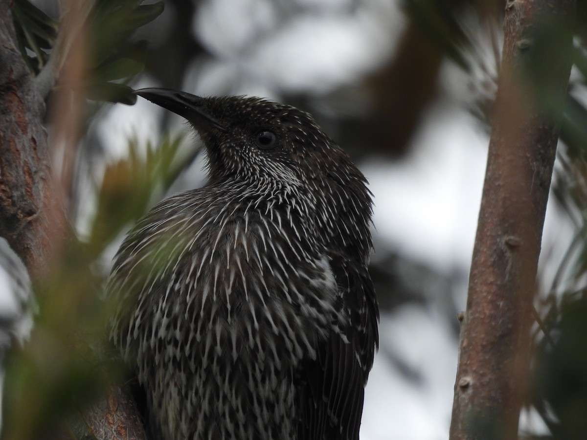 Little Wattlebird - Chanith Wijeratne