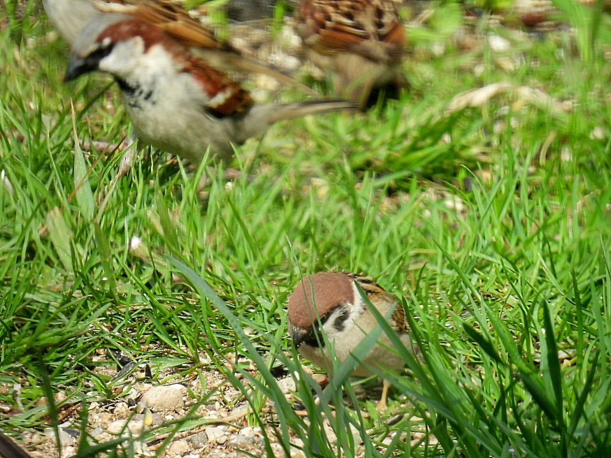 Eurasian Tree Sparrow - ML618355096