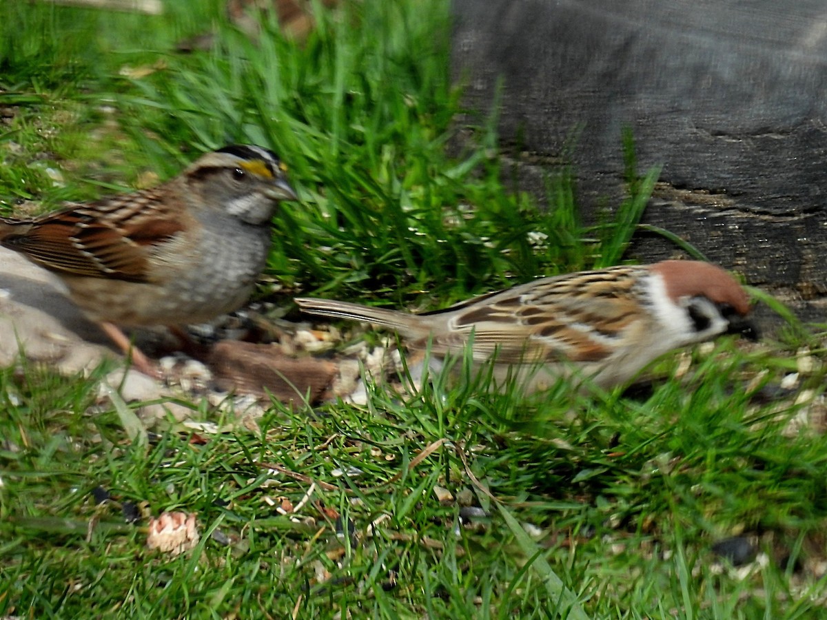 Eurasian Tree Sparrow - ML618355097
