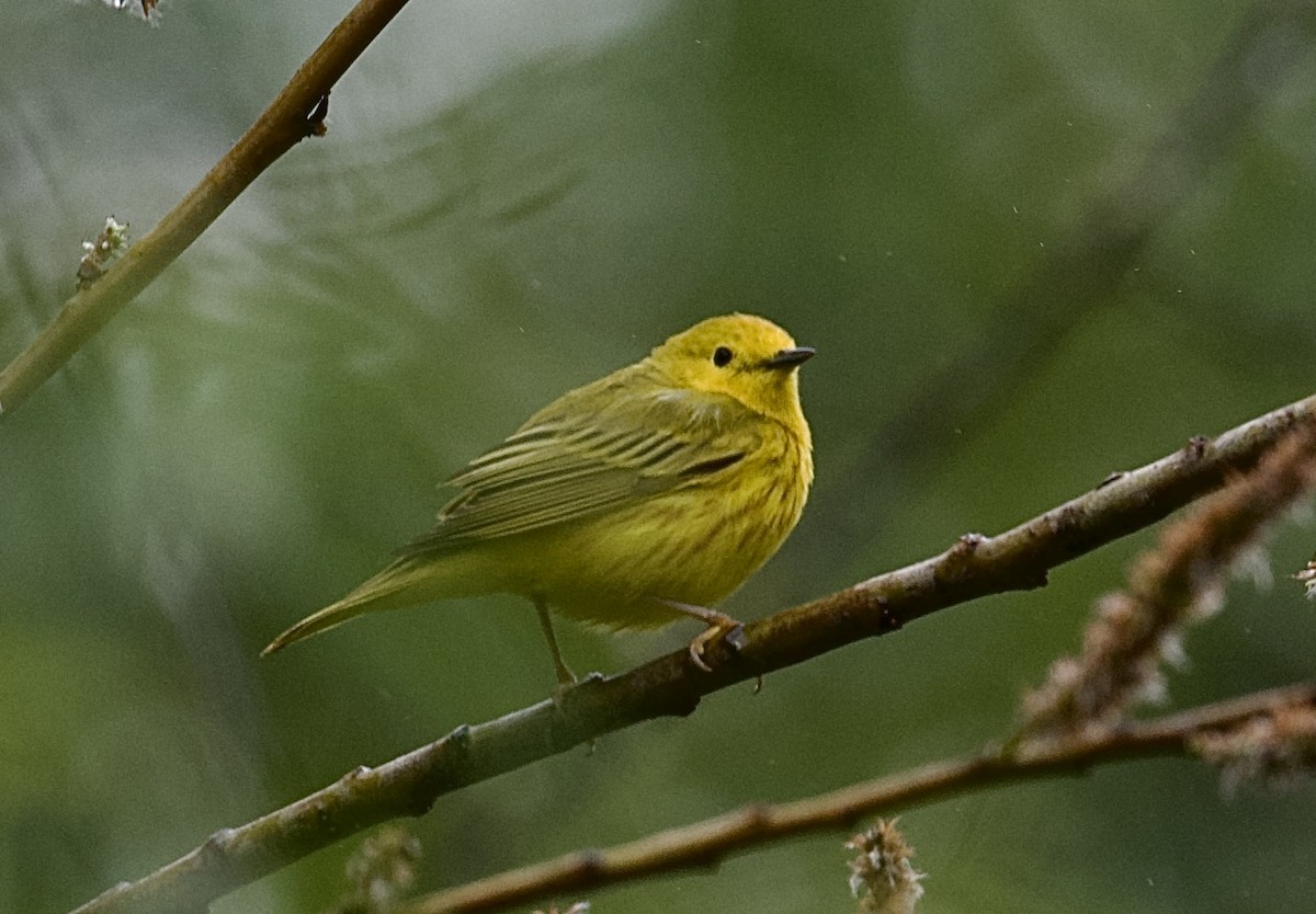 Yellow Warbler - Tim Johnson