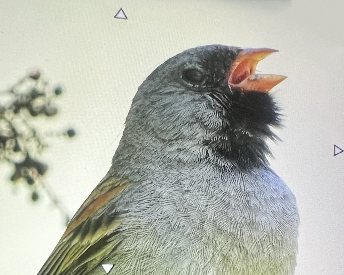 Black-chinned Sparrow - ML618355117