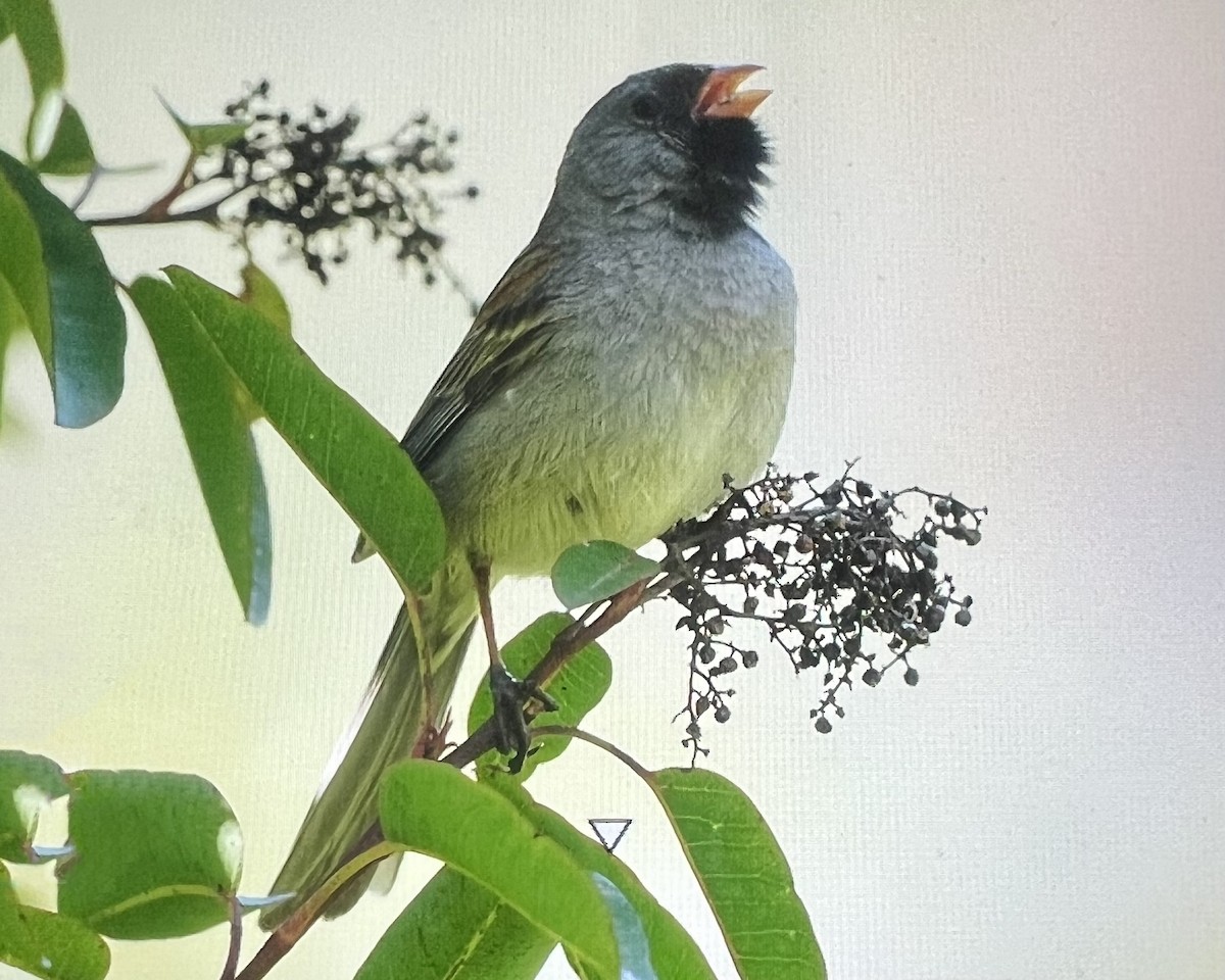 Black-chinned Sparrow - ML618355118