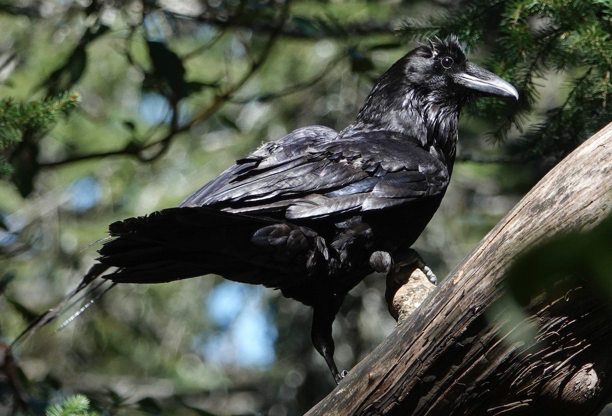 Common Raven - ML618355119